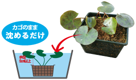 カゴごと沈めるだけ