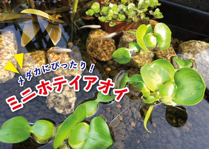 メダカにおすすめの産卵水草 ミニホテイアオイ 株式会社 杜若園芸 水草の生産販売 通販ショップ