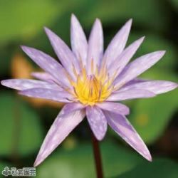 スイレン】 イスラモラダ(熱帯睡蓮) 19cmカゴ | 杜若園芸WEBショップ