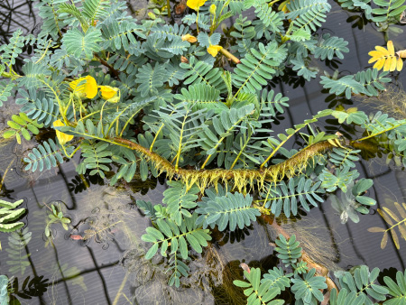 水生植物】 ミズオジギソウ （Neptunia oleracea） | 杜若園芸WEB