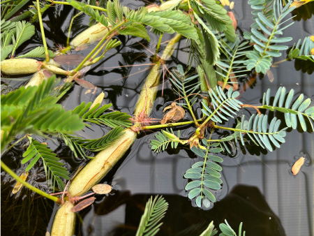 ミズオジギソウ　（Neptunia oleracea）の特徴