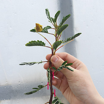 ミズオジギソウ余分な葉をカット