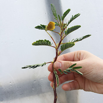 水生植物】 ミズオジギソウ （Neptunia oleracea） | 杜若園芸WEB