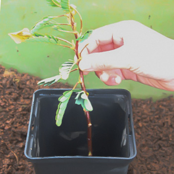 ミズオジギソウ鉢に縦向きに植える