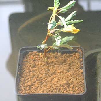 日当たりの良い場所で養生