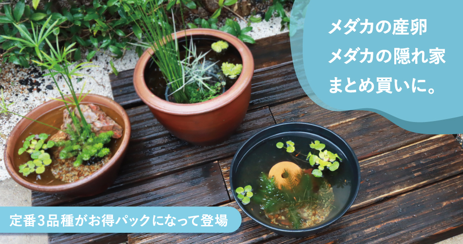 メダカビオトープ用浮き草セット(ミニホテイアオイ・マツモ・アマゾン