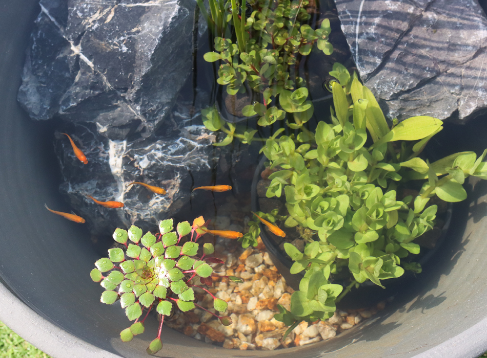 青龍石 Sサイズ | 杜若園芸WEBショップ｜水草の生産販売【通販ショップ】