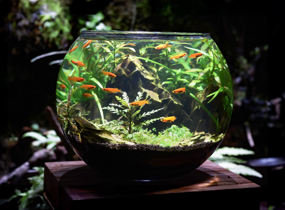 気孔石 Lサイズ | 杜若園芸WEBショップ｜水草の生産販売【通販ショップ】