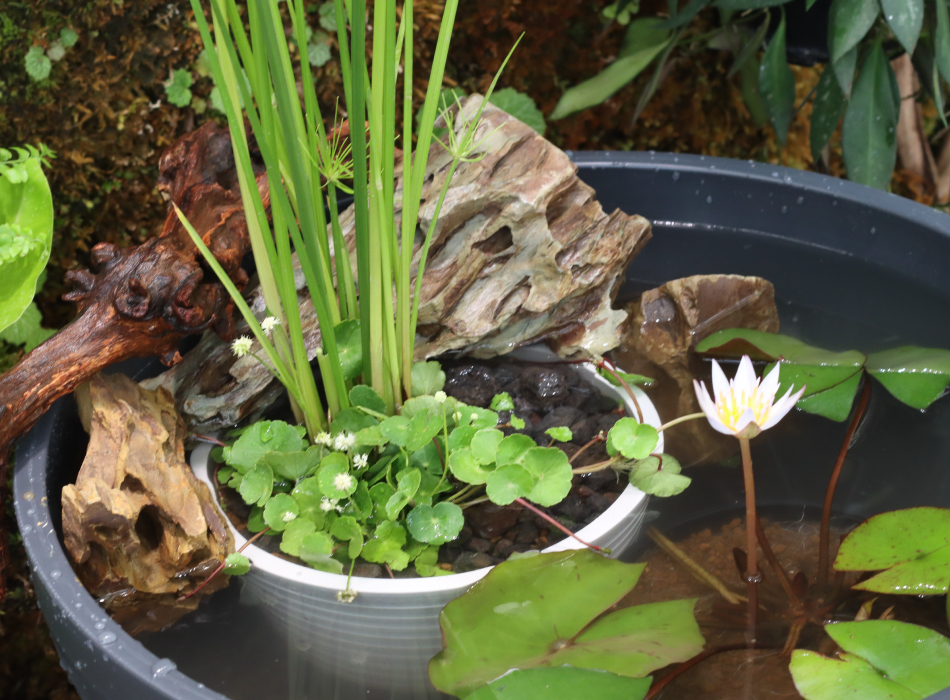 気孔石 Lサイズ | 杜若園芸WEBショップ｜水草の生産販売【通販ショップ】