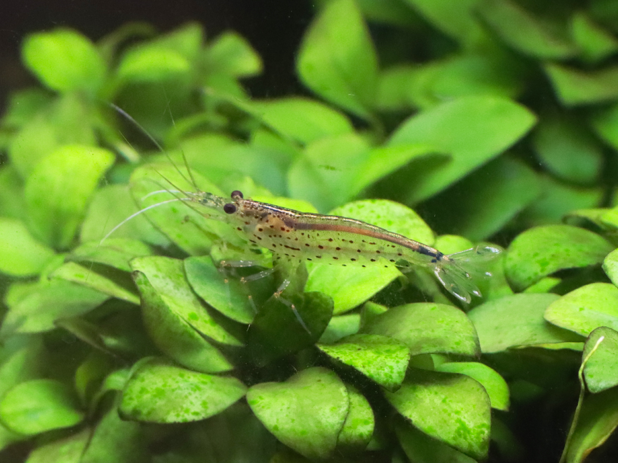 ヤマトヌマエビ 10匹セット【エビ】 | 杜若園芸WEBショップ｜水草の