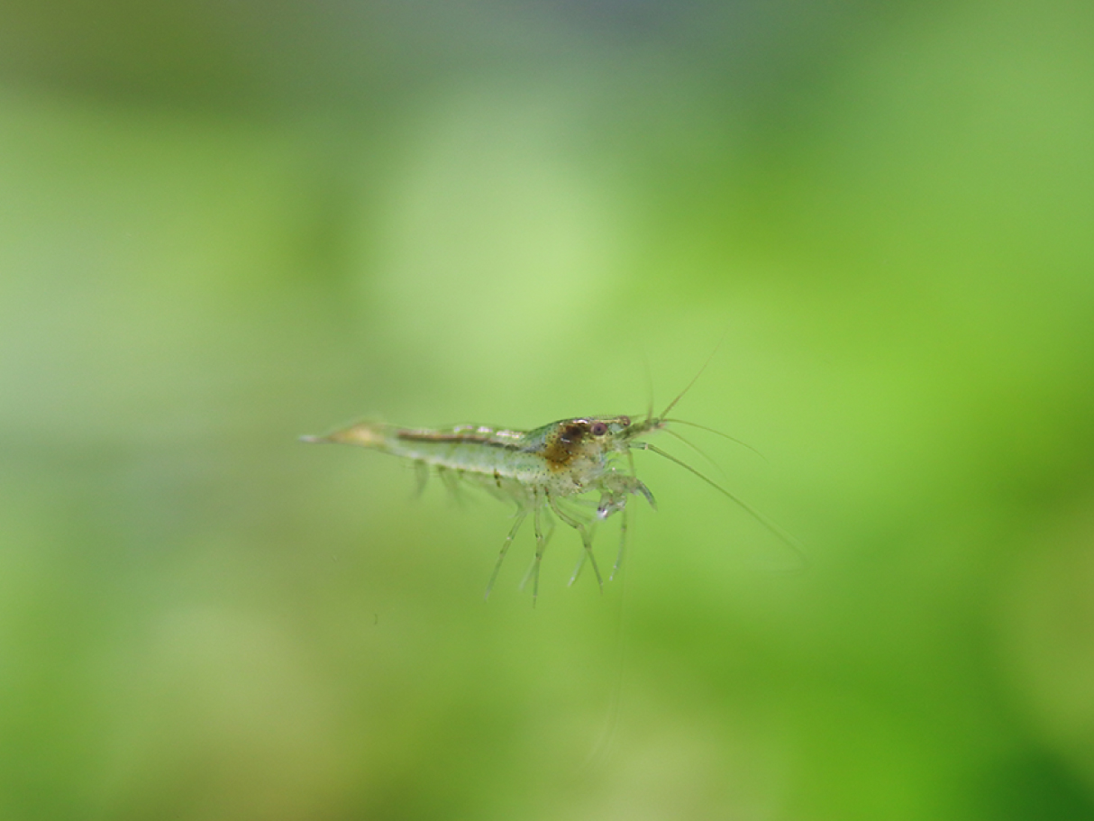 ミナミヌマエビ 10匹セット【エビ】 | 杜若園芸WEBショップ｜水草の
