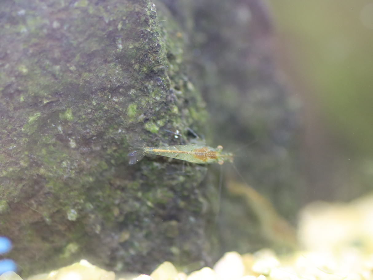 ミナミヌマエビ 10匹セット【エビ】 | 杜若園芸WEBショップ｜水草の