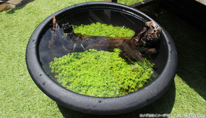 プラ製鉢で作る緑のじゅうたん