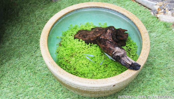 信楽焼陶器鉢で作る緑のじゅうたん