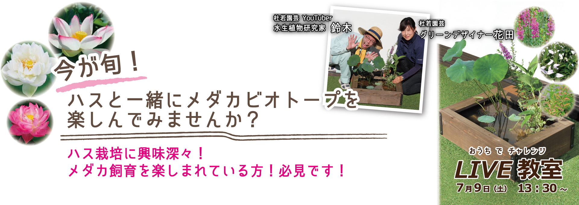 444円 新作 ビオトープ 水辺植物 メダカが喜ぶ水辺植物 産卵 隠れ家用寄せ植え