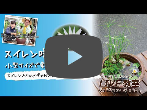 スイレン咲く！小型サイズで楽しむメダカビオトープセット