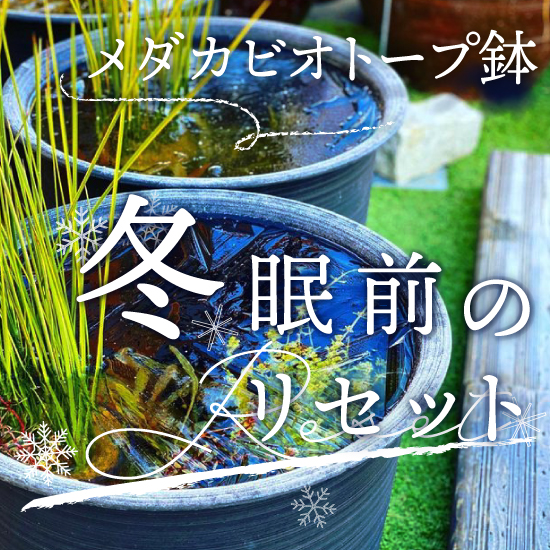 メダカビオトープ鉢の冬眠前のリセット