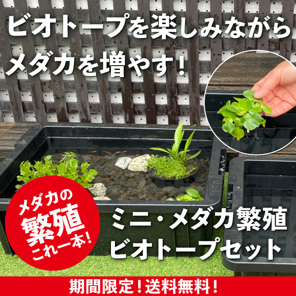 株式会社 杜若園芸｜水草の生産販売【通販ショップ】