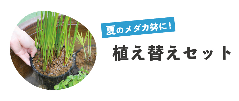 夏のメダカ鉢に！植え替えセット