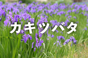 カキツバタ