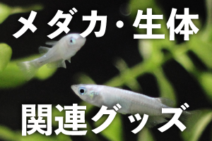 メダカ・生体・関連グッズ