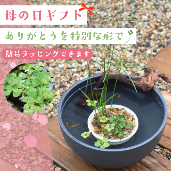 Amazon.co.jp: 国指定伝統工芸品熊本県小袋焼藁灰釉 黄釉 花入れ
