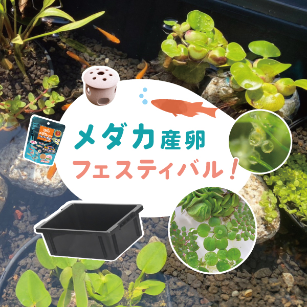 Amazon.co.jp: 国指定伝統工芸品熊本県小袋焼藁灰釉 黄釉 花入れ