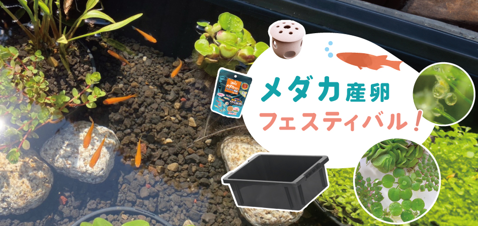 メダカ産卵フェスティバル!