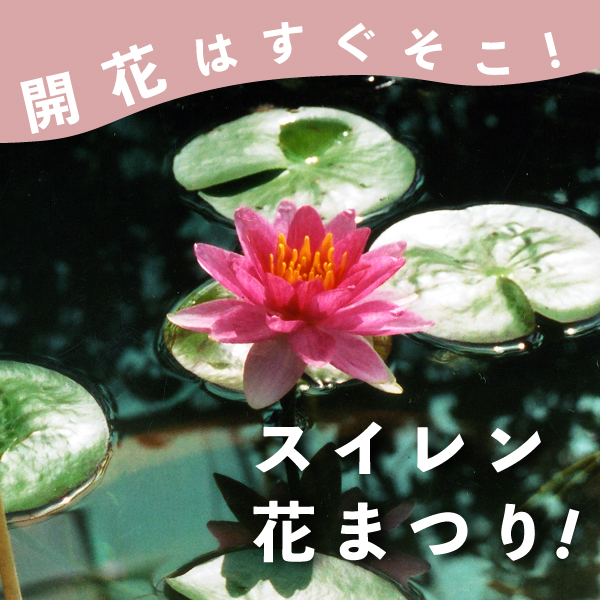 20250502-suirenfes_banner.jpg