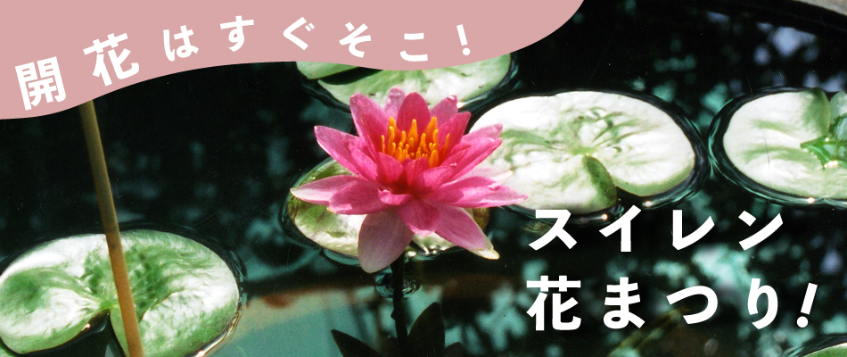 開花はすぐそこ!スイレン花まつり