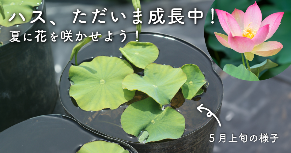 ハス、ただいま成長中!夏に花を咲かせよう!