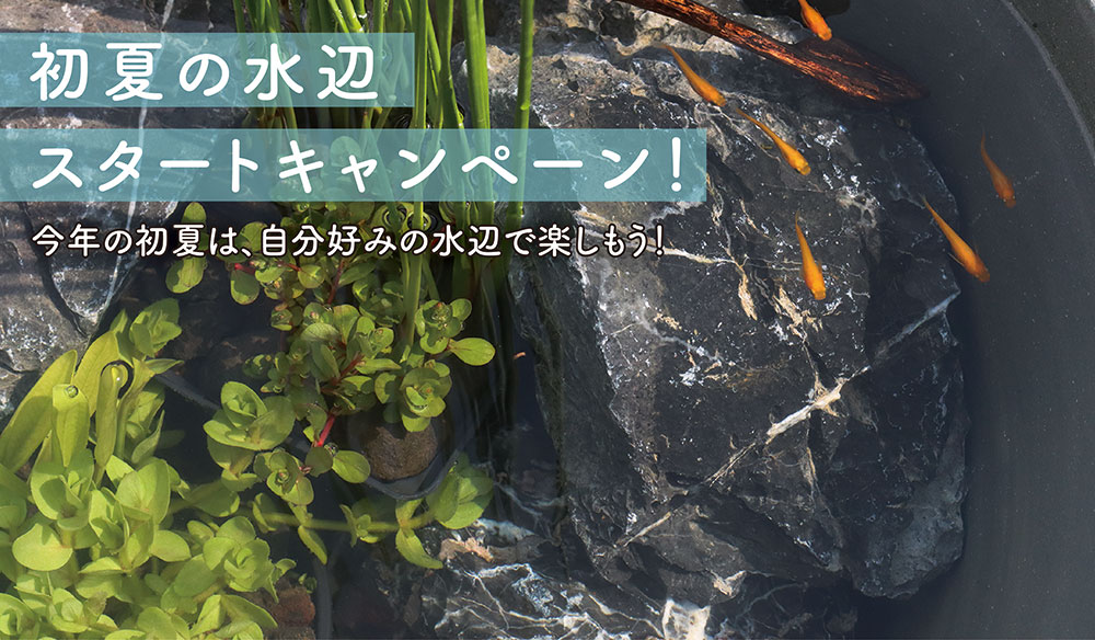 初夏の水辺スタートキャンペーン