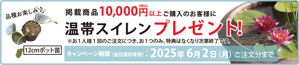温帯スイレンプレゼントキャンペーン