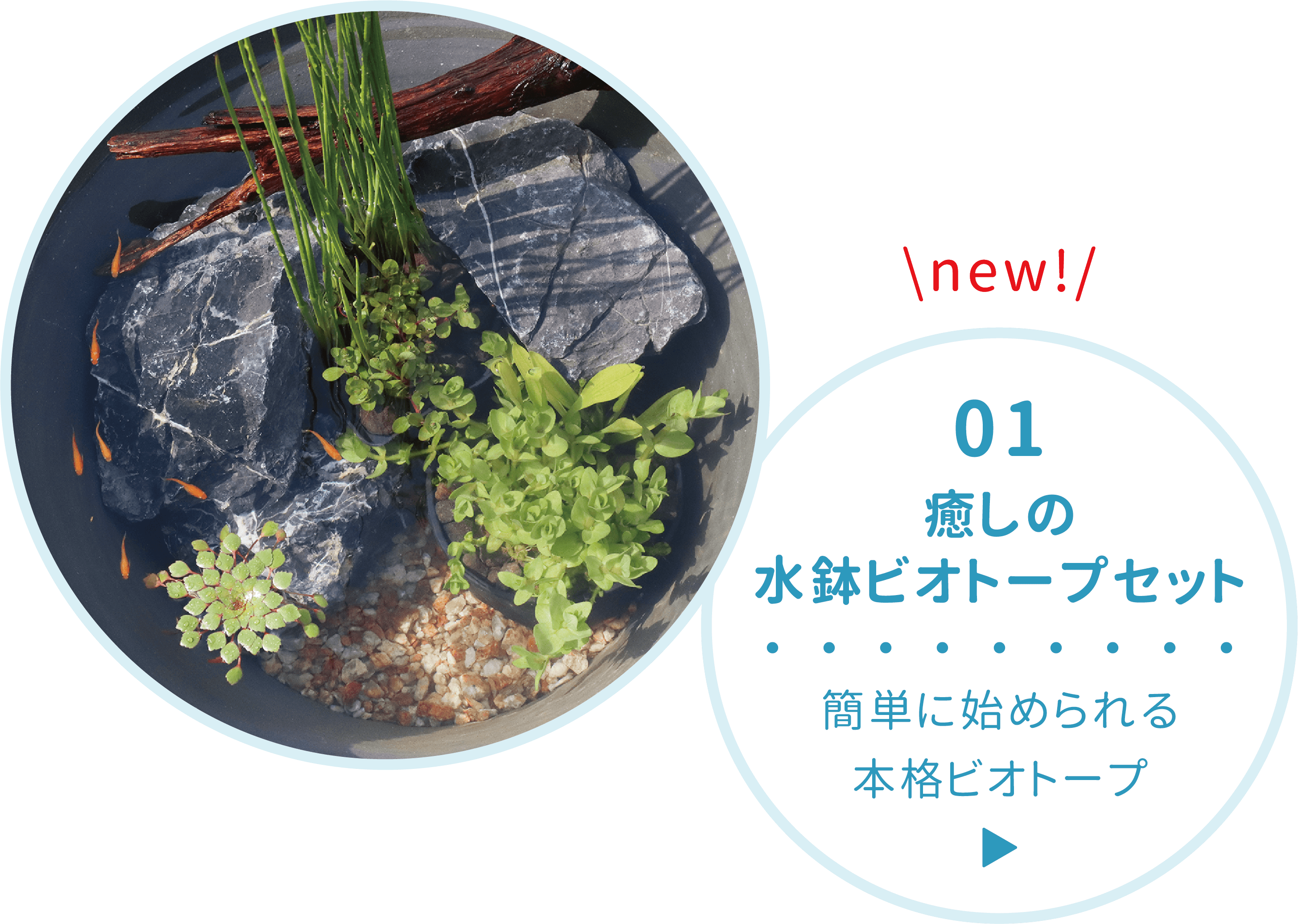 01 癒しの水鉢ビオトープセット