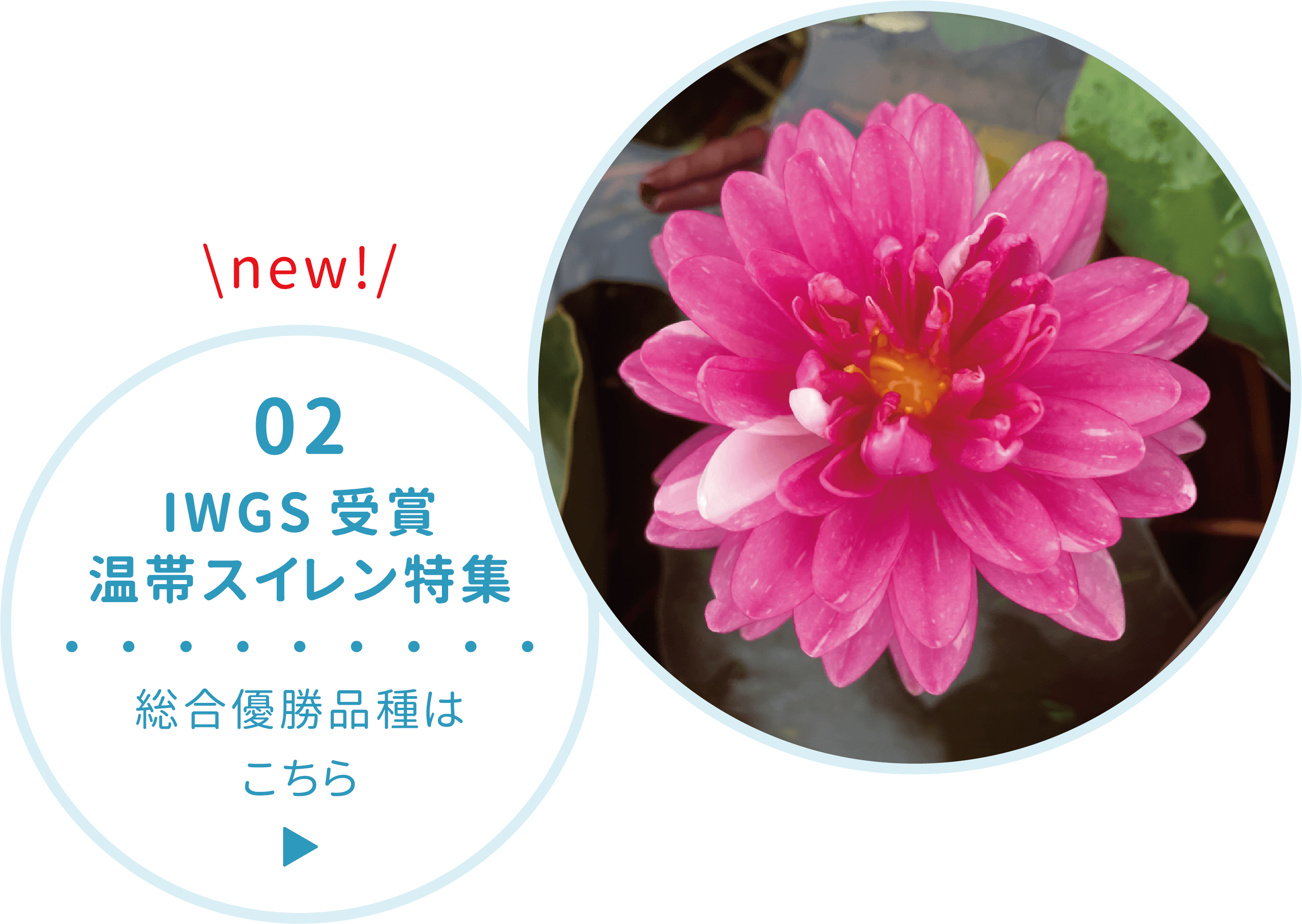 02 IWGS受賞温帯スイレン特集