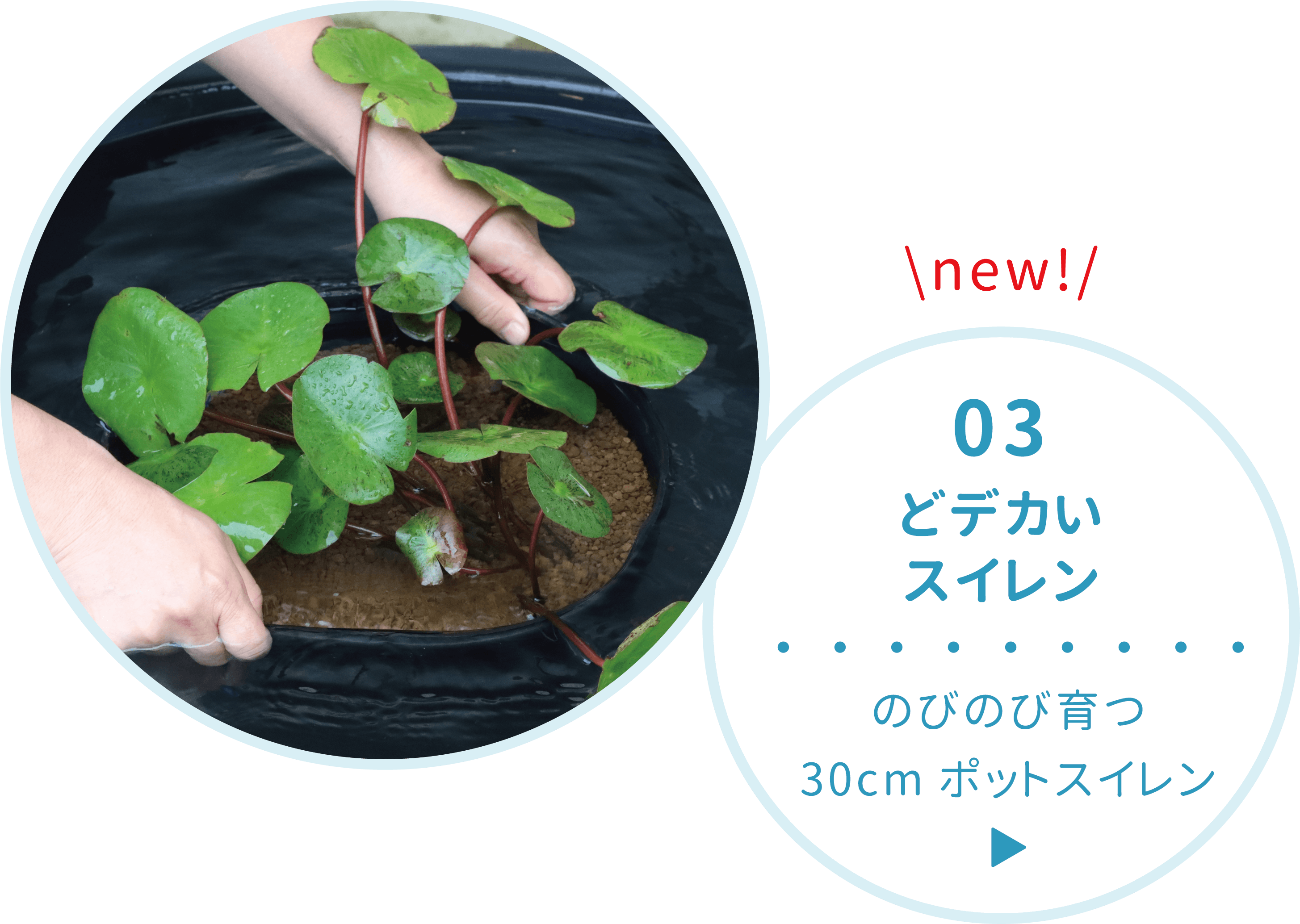 03 どデカいスイレン