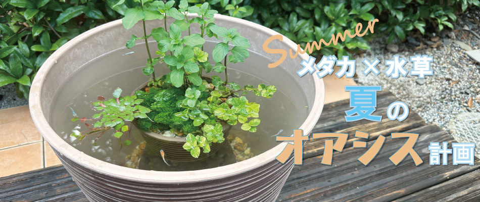 メダカ水草 夏のオアシス計画