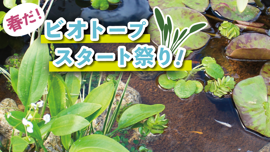 ビオトープスタート祭り | 杜若園芸WEBショップ｜水草の生産販売【通販