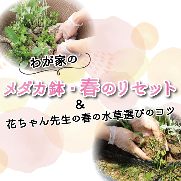 わが家のメダカ鉢　春のリセット
