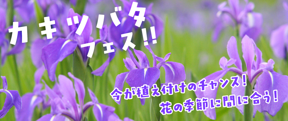 カキツバタフェス | 杜若園芸WEBショップ｜水草の生産販売【通販ショップ】