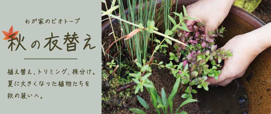 わが家のビオトープ秋の衣替えバナー
