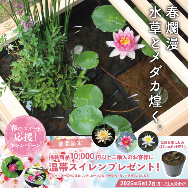 Amazon.co.jp: 国指定伝統工芸品熊本県小袋焼藁灰釉 黄釉 花入れ