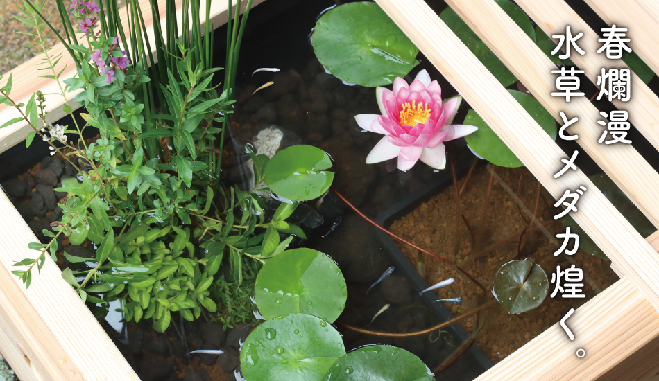 春のビオトープキャンペーン | 杜若園芸WEBショップ｜水草の生産販売