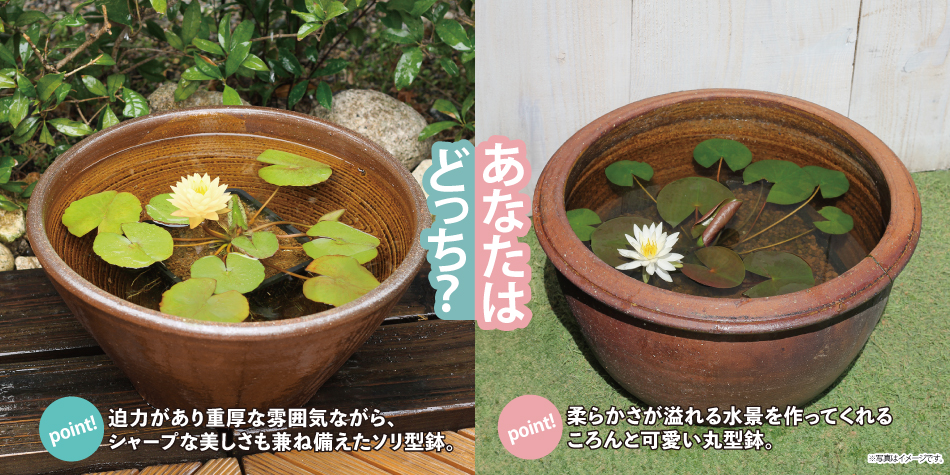 （No122）山野草　水草　鉢　龍聖作　令6 No122）山野草 水草 鉢 龍聖作 令6 【公式通販】