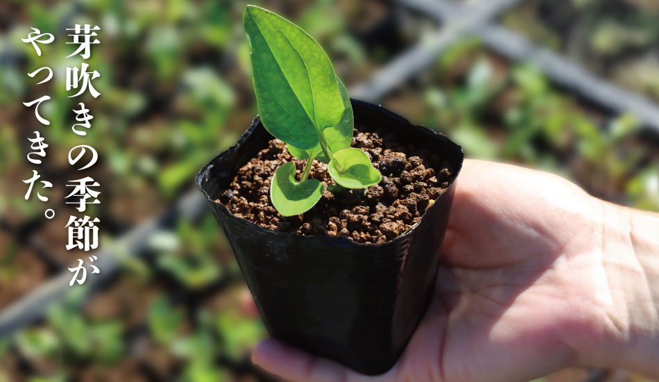 春のお便りキャンペーン | 杜若園芸WEBショップ｜水草の生産販売【通販