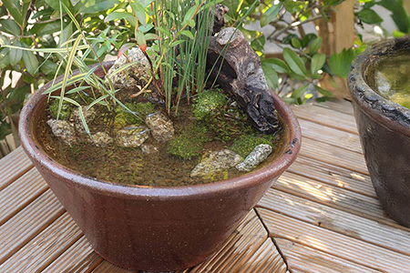 穴なしスイレン陶器鉢 ソリ型（L） | 杜若園芸WEBショップ｜水草の生産
