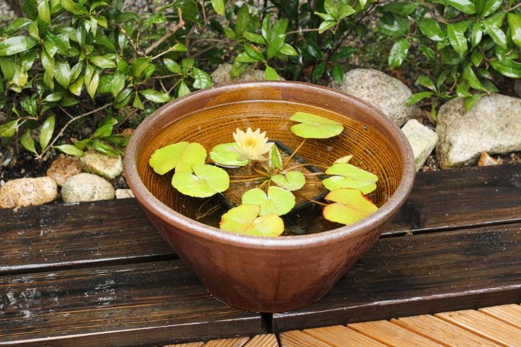 初めての方におすすめ！温帯スイレンセット(ソリ型鉢) | 杜若園芸WEB