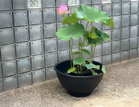 VALLEM 鉢セット(バラ売り可) バラ鉢 12号 グリーン | 鉢・プランター・花台・温室 通販