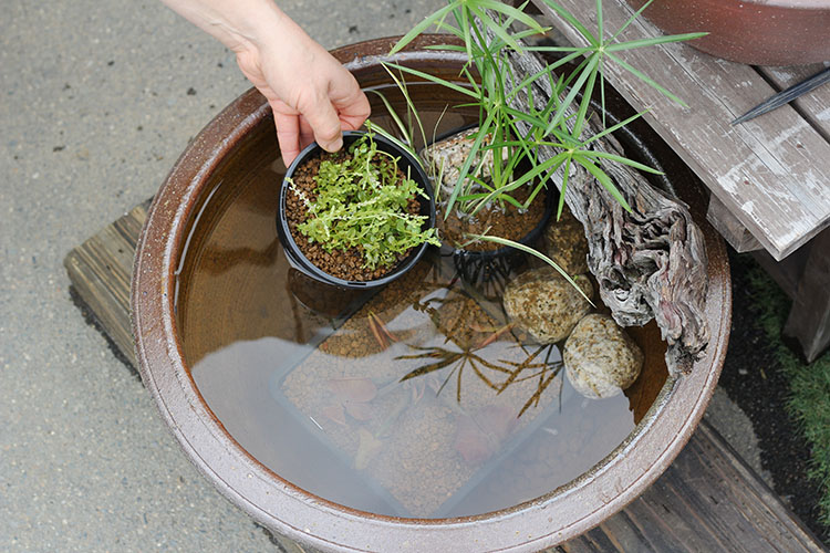 穴なしスイレン陶器鉢 丸型（L） | 杜若園芸WEBショップ｜水草の生産