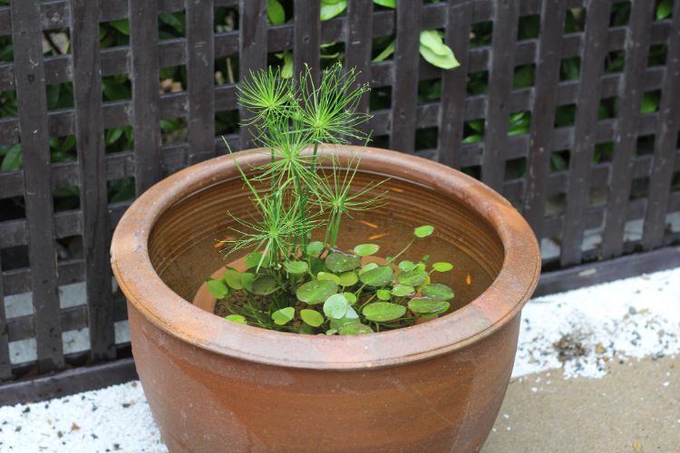 陶器鉢（EW001 大） | 杜若園芸WEBショップ｜水草の生産販売【通販